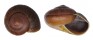 LANDSNAIL RYSSOTA ANTONI shell