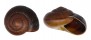 LANDSNAIL RYSSOTA ANTONI shell
