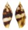 MITRIDAE NEBULARIA CHRYSOSTOMA shell