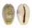 CYPRAEIDAE EROSARIA EROSA CHLORIZANS shell