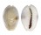 CYPRAEIDAE EROSARIA EROSA CHLORIZANS shell