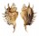 STROMBIDAE LAMBIS MILLEPEDA shell