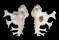 MURICIDAE HOMALOCANTHA ANATOMICA PELE shell