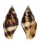 MITRIDAE NEBULARIA FERRUGINEA shell