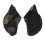 PTERIIDAE PTERIA PENGUIN shell