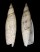SERAPHSIDAE TEREBELLUM TEREBELLUM shell