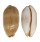 CYPRAEIDAE LURIA ISABELLA CONTROVERSA shell