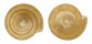 LANDSNAIL VIDENA SIBUYANICA shell
