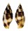MITRIDAE NEBULARIA FERRUGINEA shell