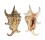 STROMBIDAE LAMBIS CHIRAGRA shell