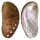 HALIOTIDAE HALIOTIS ASININA shell