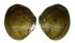 FRESHWATER BATISSA VIOLACEA shell