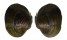 FRESHWATER BATISSA VIOLACEA shell