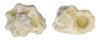 LIOTIIDAE LIOTINARIA PERONII shell