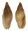 MITRIDAE MITRA BARBADENSIS shell