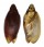 VOLUTIDAE CYMBIOLA VESPERTILIO shell