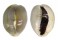CYPRAEIDAE MONETARIA ANNULUS shell