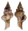 FASCIOLARIIDAE LATIRUS RECURVIROSTRATUM shell