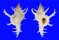 MURICIDAE CHICOREUS AXICORNIS shell