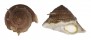TURBINIDAE GUILDFORDIA TAGAROAE shell