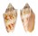 VOLUTIDAE CYMBIOLA VESPERTILIO shell