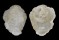 HIPPONICIDAE CHEILEA BULLA shell