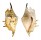 STROMBIDAE LAMBIS LAMBIS shell