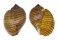 TONNIDAE TONNA CANALICULATA shell