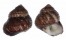 TURBINIDAE HOMALOPOMA NOCTURNUM shell