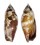 STROMBIDAE STROMBUS FRAGILIS shell