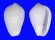 MARGINELLIDAE MESOGINELLA TURBINATA shell