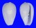 MARGINELLIDAE MESOGINELLA TURBINATA shell