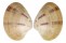 VENERIDAE CALLISTA SPUMA shell