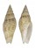 MITRIDAE ZIBA HONKERI shell