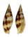 MITRIDAE MITRA USTULATA shell