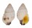 FASCIOLARIIDAE PERISTERNIA CHLOROSTOMA shell