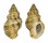 MURICIDAE ERGALATAX HEPTAGONALIS shell