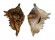 STROMBIDAE LAMBIS LAMBIS shell