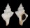 FASCIOLARIIDAE FASCIOLARIA TRAPEZIUM shell