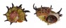 ANGARIIDAE ANGARIA POPPEI shell