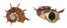 ANGARIIDAE ANGARIA POPPEI shell