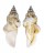 STROMBIDAE STROMBUS URCEUS shell