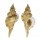 RANELLIDAE TURRITRITON TENUILIRATUM shell
