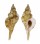 RANELLIDAE TURRITRITON TENUILIRATUM shell