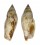 STROMBIDAE STROMBUS TEREBELLATUS shell