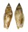 STROMBIDAE STROMBUS TEREBELLATUS shell