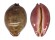 CYPRAEIDAE LEPOCYPRAEA MAPPA shell