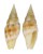 MITRIDAE COSTELLARIA RUFOMACULATUM shell