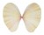 TELLINIDAE TELLINA cf VIRGATA shell