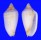 MITRIDAE PTERYGIA CONUS shell